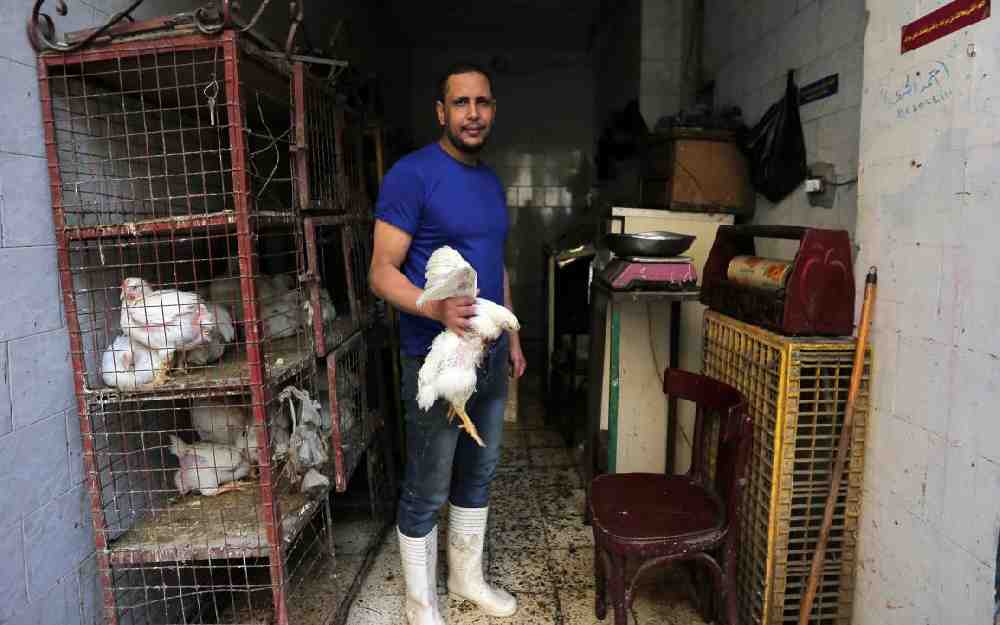 أسعار دواجن مصر